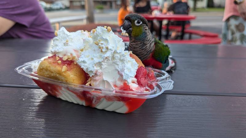 Petey, a parrot that belongs to Larry and Traci Jungles of Joliet, loves the whipped cream at Walt's Ice Cream in Joliet on Wednesday, June 26, 2024.