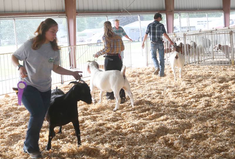 Hannan Mann of Mendota, receives a purple ribbon while winning a sheep show during the 169th Bureau County Fair on Thursday, Aug. 22, 2024 in Princeton.