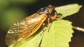 Fabyan Forest Preserve in Batavia to host ‘The Cicadas are Coming’