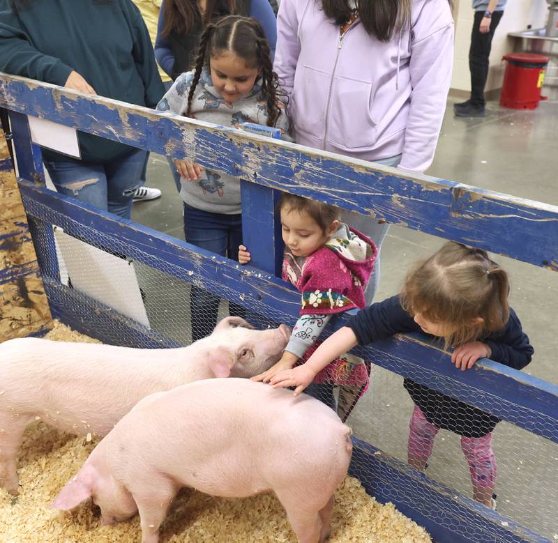 Visitors pet the pigs during the Future Farmers of America Baryard Zoo Wednesday, Feb. 21, 2024, at DeKalb High School. The program, which is held during National FFA Week, gives local kids a chance to visit the high school and learn about the FFA program and animals in agriculture.