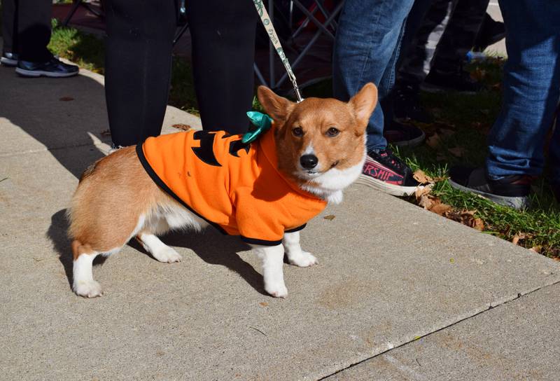Wally, a Corgi owned by Kaitlyn King, who lives in Milwaukee, Wisconsin, but is originally from Sycamore, was dressed in a pumpkin costume for the Sycamore Pumpkin Festival Parade, held Sunday, Oct. 31, 2021.