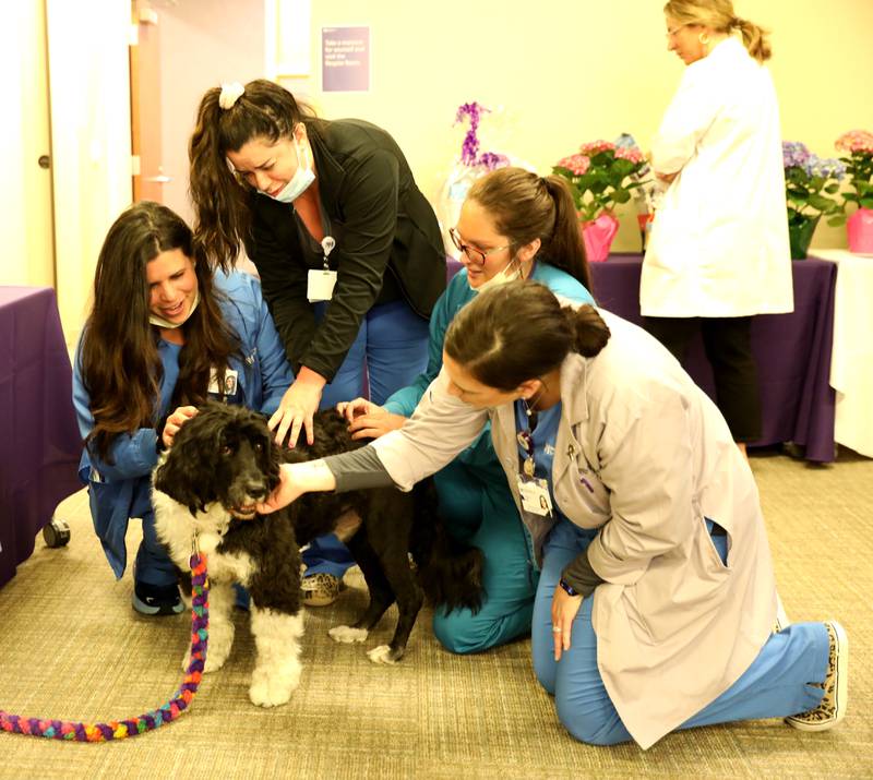 (Left to right) Natalie Werner, registered nurse, Annalisa Stallone, registered nurse, Ashley Cinatle, patient care technician, and Kelly Luke, registered nurse, visit with Portuguese water dog Wesley as part of National Nurses Week festivities at Northwestern Medicine Delnor Hospital in Geneva on Wednesday, May 10, 2023.