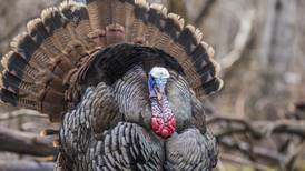 Good Natured in St. Charles: Ben Franklin versus wild turkeys a shocker
