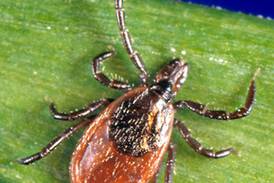 Deer ticks across Bureau County test positive for Lyme disease