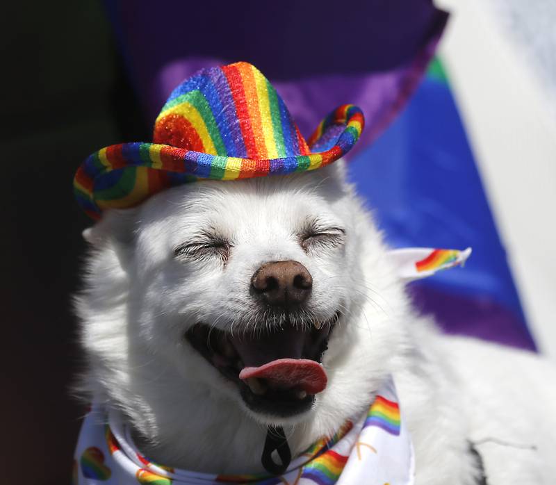 Benny sports rainbow hat during the Woodstock PrideFest Parade on Sunday, June 9, 2024, around the historic Woodstock Square.