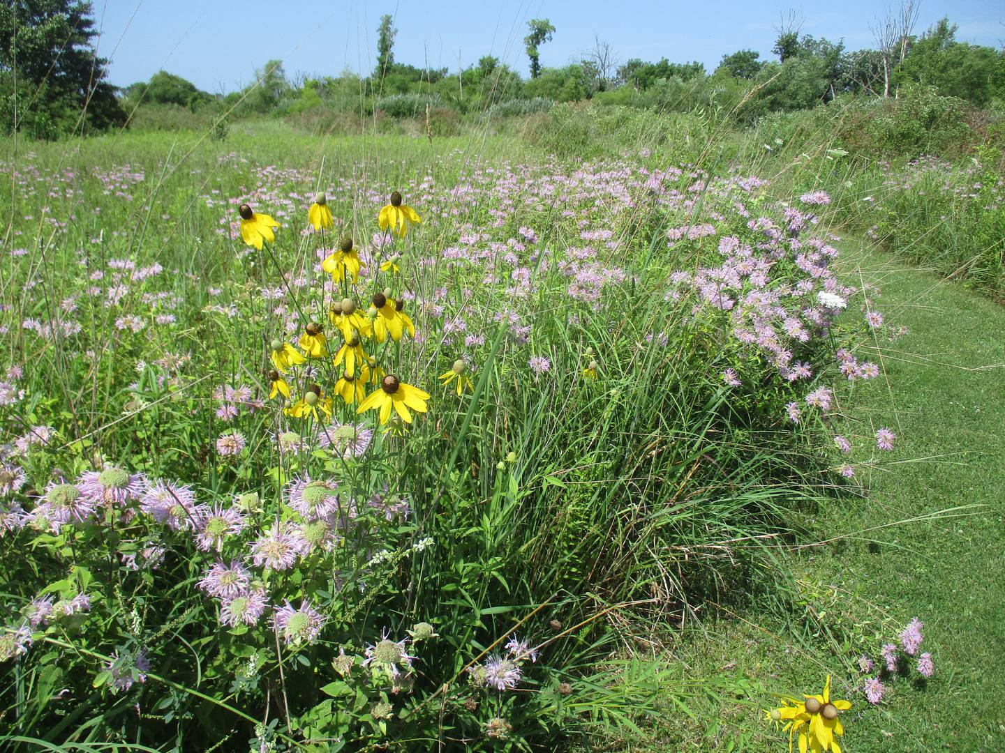Lavender-colored wild bergamot and the the grey headed coneflower with its yellow petals were blooming in the Subat Forest Preserve in Plano on July 28, 2023.