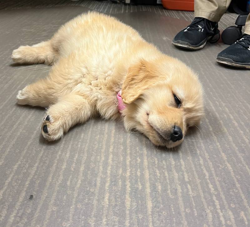 Golden retriever puppy, Millie, taking a nap under Community Service Officer Tekla Martin's desk.
