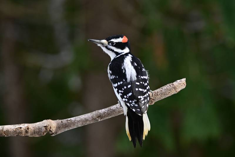 Hairy woodpeckers can be distinguished from downies by their larger size, larger bill in relation to the head and a lack of spots on the outer tail feathers.
