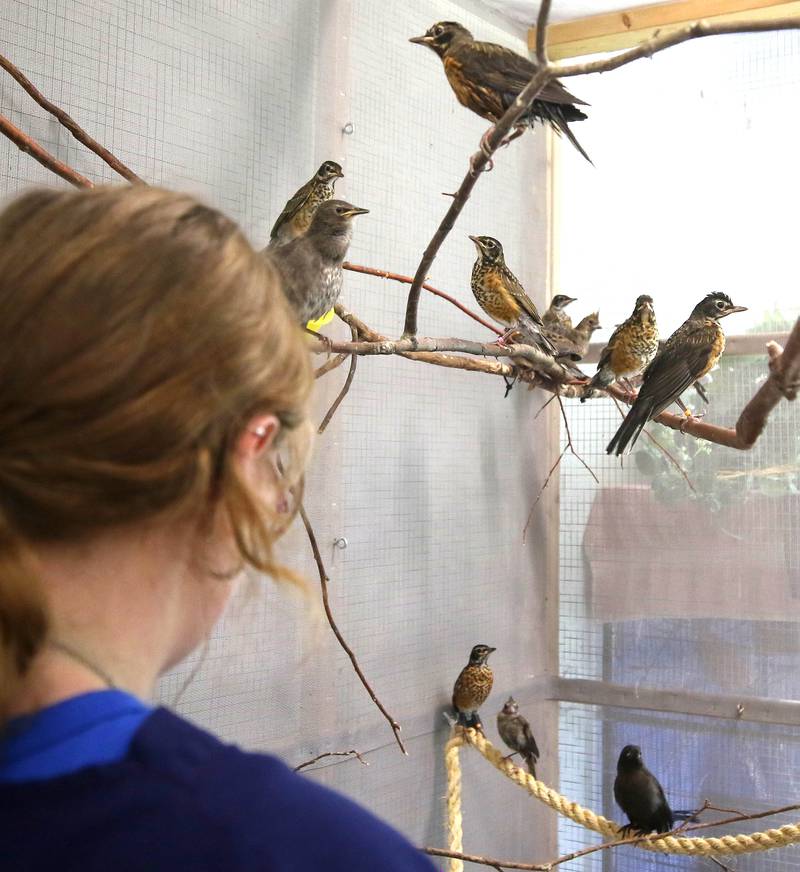 It’s feeding time for some of the songbirds recovering Tuesday, June 18, 2024, at Oaken Acres Wildlife Center in Sycamore. The facility is celebrating its 40th anniversary this year.