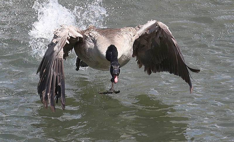 A Canada Goose defends its territory on the Kishwaukee River Friday, April 21, 2023, in DeKalb.