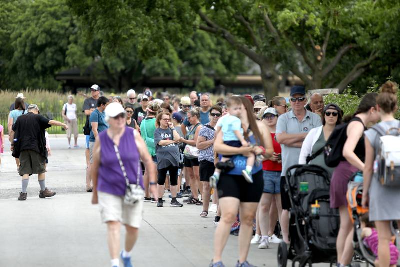 A long line of Brookfield Zoo members wait to be some of the first to view Brumby and Willum, two male koalas who are now at home at the zoo’s Hamill Family Play Zoo on Tuesday, June 18, 2024.The koalas were born at the San Diego Zoo and brought to Brookfield Zoo June 10. Brumby and Willum are the first koalas to take residence at the Brookfield Zoo in its 90-year history.
