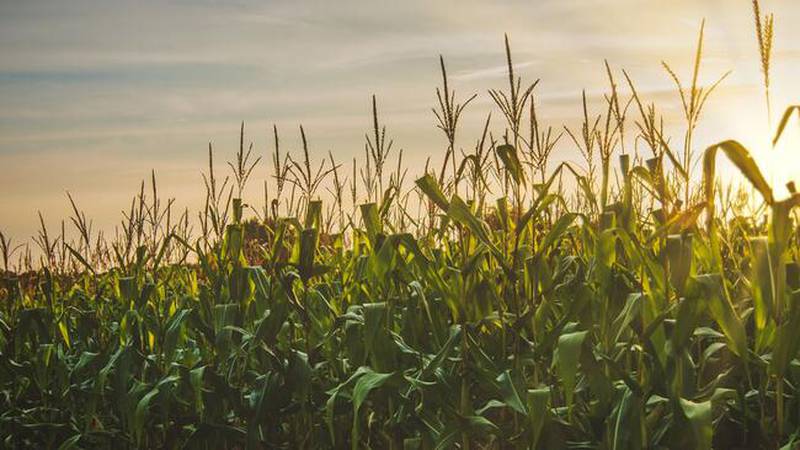 Join University of Illinois Extension crop sciences educator Kathryn Seebruck for the first year of her series, “Farm Forward: Turning Last Season’s Challenges Into Next Season’s Triumphs.”