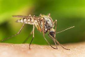 Oswego begins mosquito abatement spraying on Monday