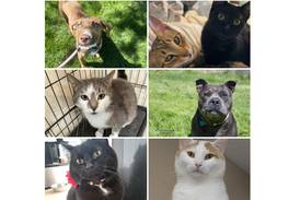 Will County Pets of the Week: June 10, 2024