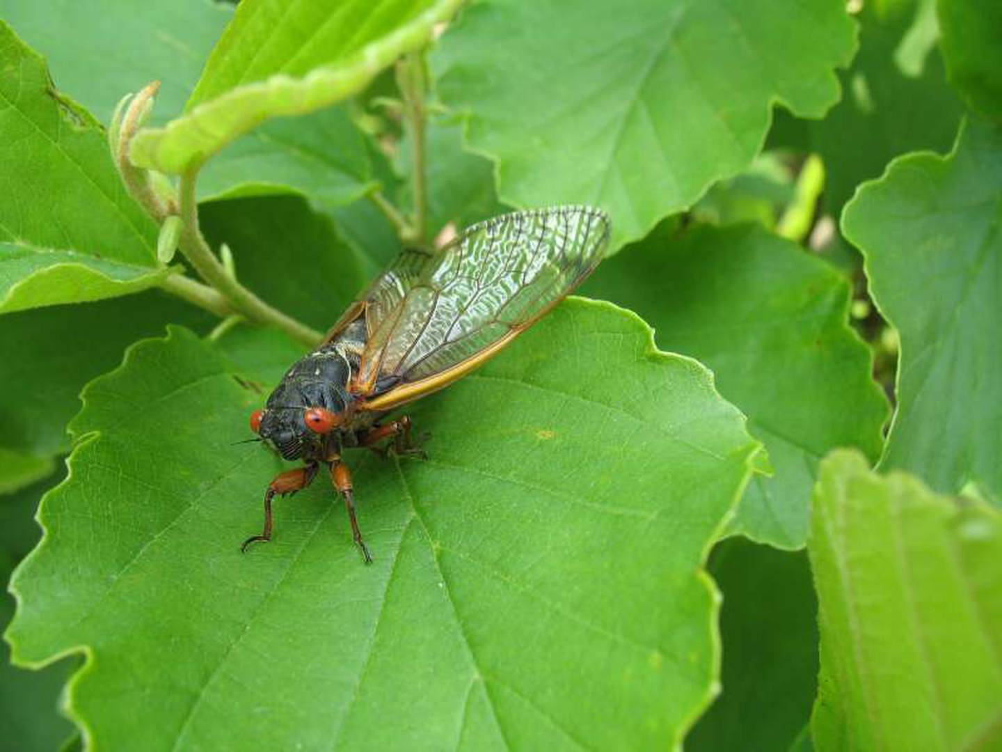 The 13- and 17-year cicadas will emerge in the same year this spring and summer for the first time since 1803. The dual emergences likely won't overlap, as the 13-year cicadas will cover most of central and southern Illinois while northern Illinois will see the 17-year brood pictured here.