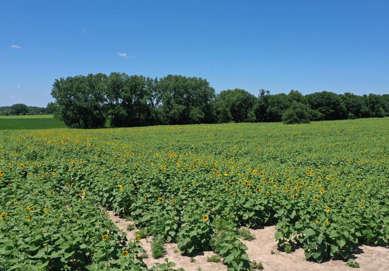 The sunflower field blooms on Tuesday July 12, 2022 at Matthiessen State Park in Oglesby. The flowers are located on the north end of the model airplane field in the river area entrance.