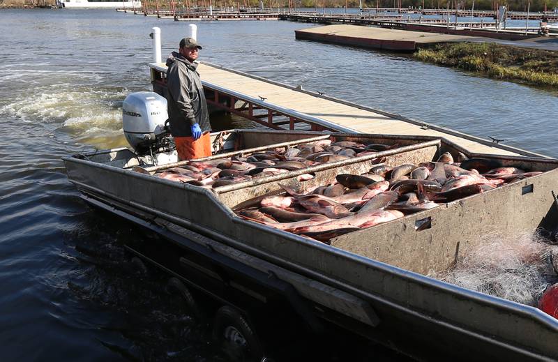 Nick Dickau, commercial fisherman for the Illinois Department of Natural Resources, drives a flat bottom boat onto a trailer full of Asian carp on Thursday, Nov. 3, 2022 at the Starved Rock Marina in Ottawa. The IDNR has been netting the carp all week along the Illinois River.