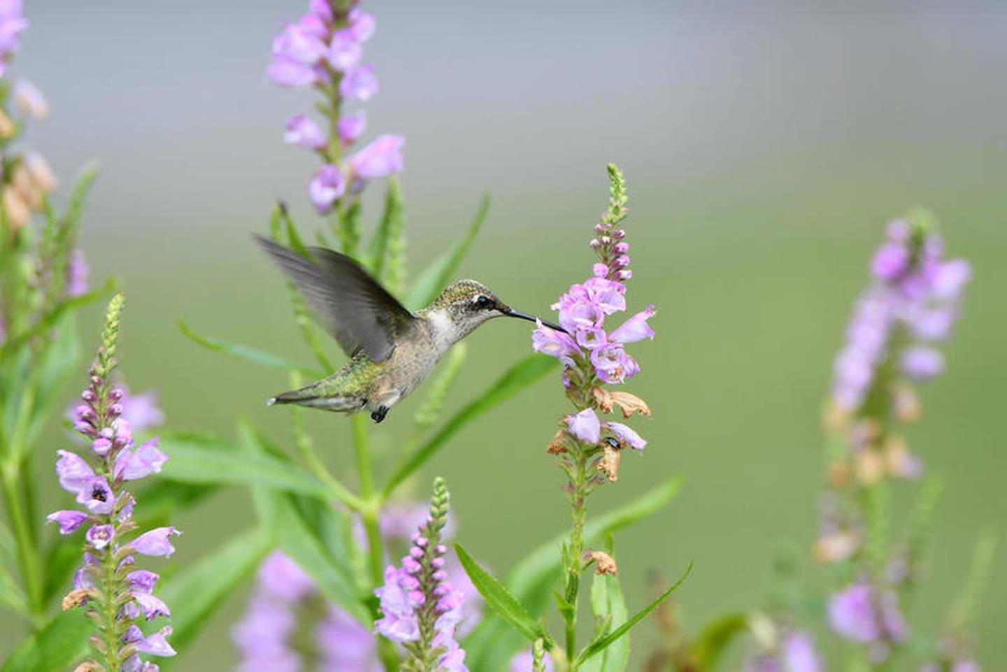 The Forest Preserve District of Will County’s annual Hummingbird Festival & Nature Celebration will be held on Saturday, Aug. 17 at Plum Creek Nature Center in Crete Township.