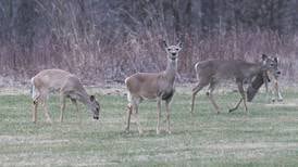 Chronic wasting disease detected in northern Illinois deer, IDNR plans informational sessions