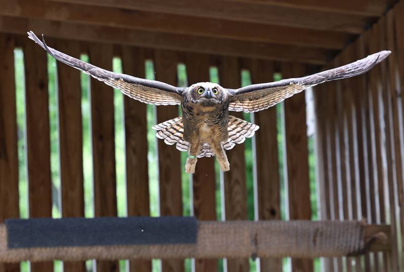 A young great horned owl that will be released when ready flys through in its enclosure Tuesday, June 18, 2024, at Oaken Acres Wildlife Center in Sycamore. Oaken Acres is celebrating its 40th anniversary this year.