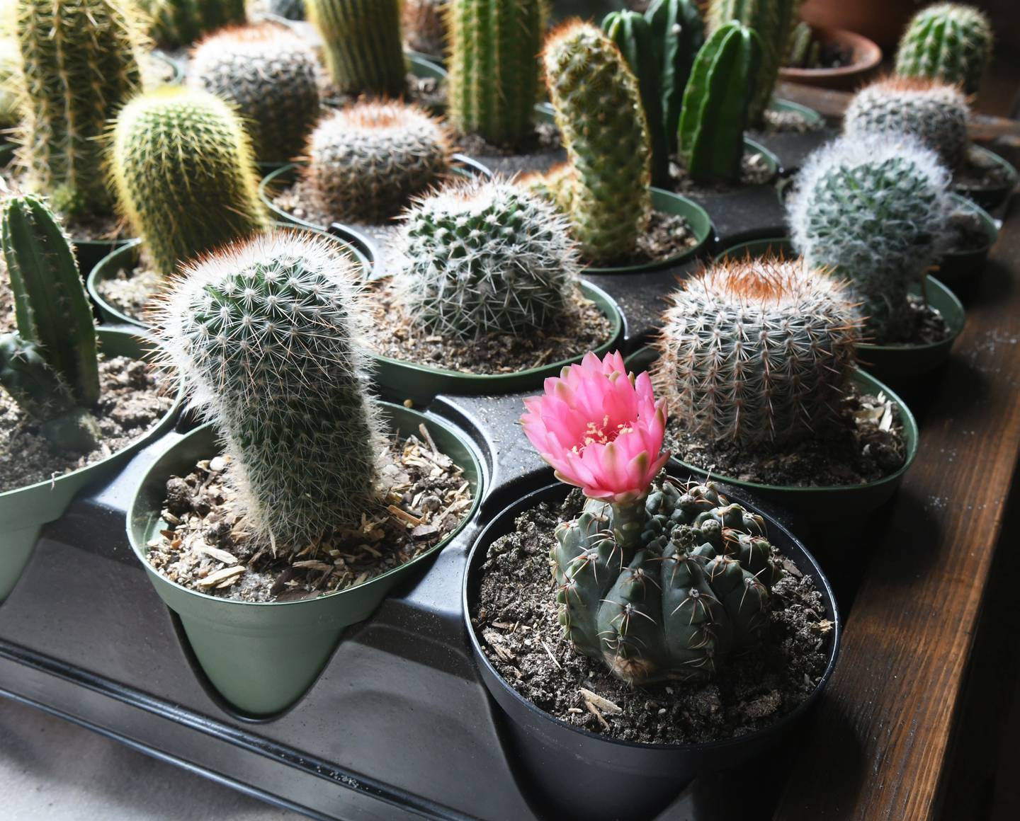 Grungy Roots in Grand Detour offers a wide variety of plants including cacti.