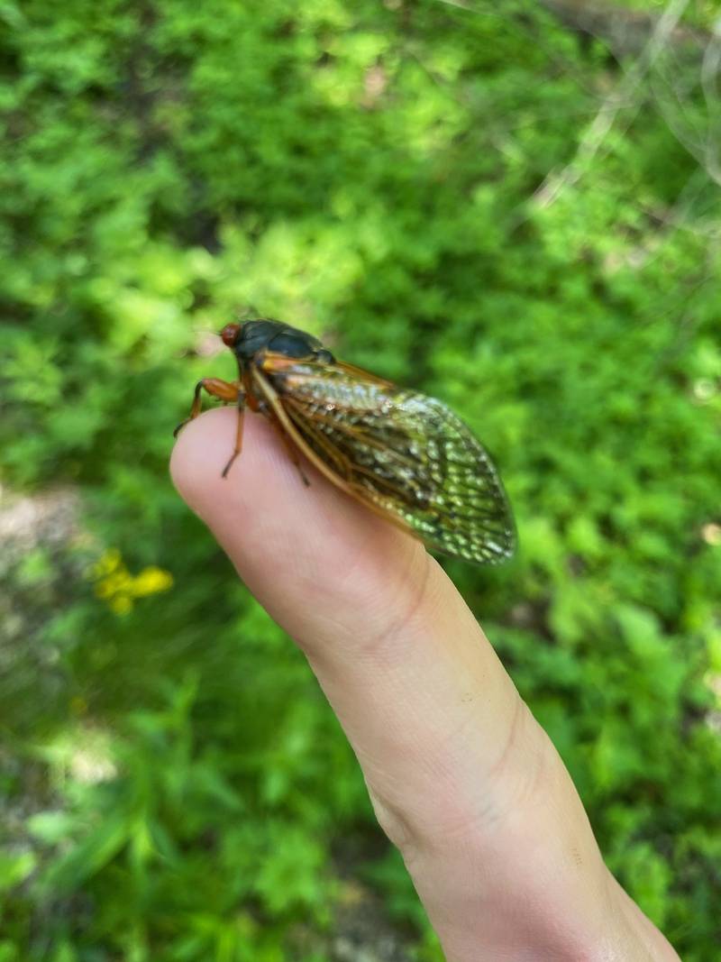 This cicada just emerged from its exoskeleton on Friday morning at Pilcher Park in Joliet.