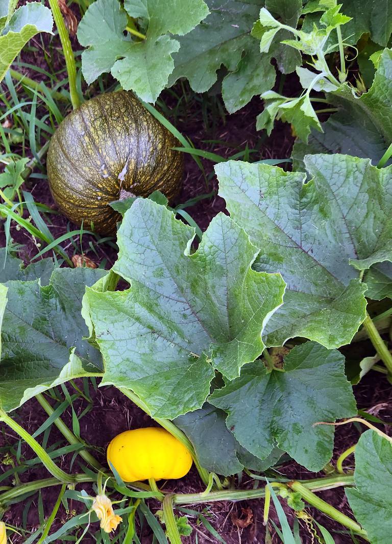 Produce grown in Sterling's community garden in 2023. Plots for this year's community garden soon can be claimed.