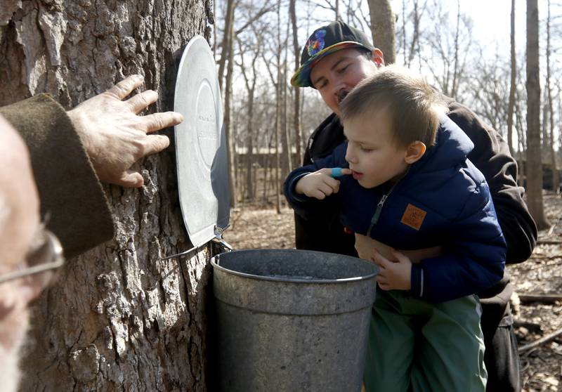 Steve Burrow lifts his son, Sylvan, 5, of McHenry, up so he can sample fresh sap from a sugar maple tree during the McHenry County Conservation District’s annual Festival of the Sugar Maples on Monday, March 6, 2023, at Coral Woods Conservation Area in Marengo.