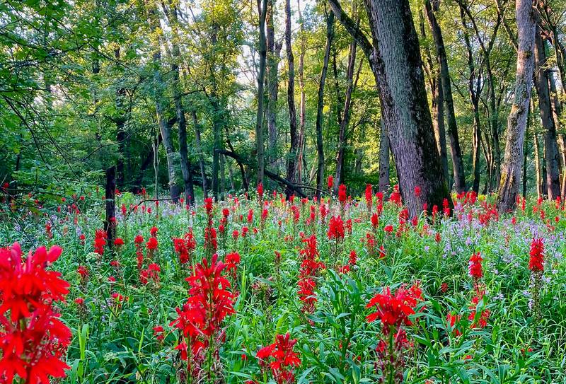 Restoration projects are a focus in the "Managing Healthy Landscapes" exhibit that opens on Feb. 10.