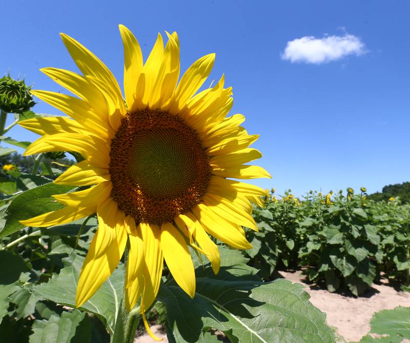 A sunflower blooms at the sunflower field on Tuesday July 12, 2022 at Matthiessen State Park in Oglesby.