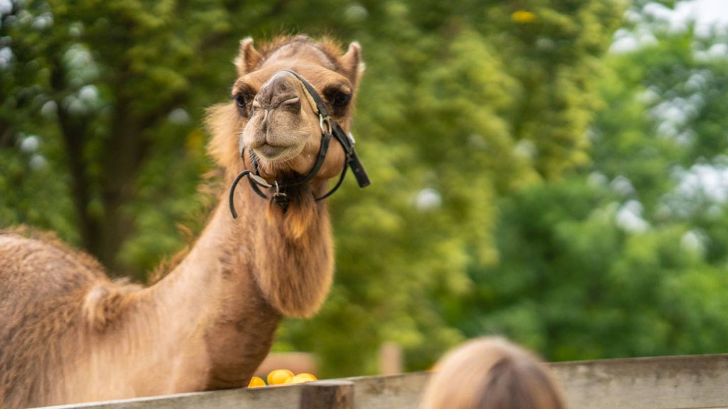 Elmer the dromedary camel is one of the animals at Randall Oaks Zoo in West Dundee.