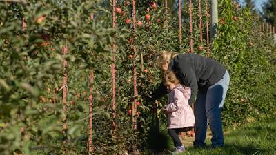 It’s apple picking season! Here’s a list of apple orchards in northern Illinois