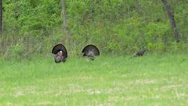 Illinois hunters take a record number of turkeys