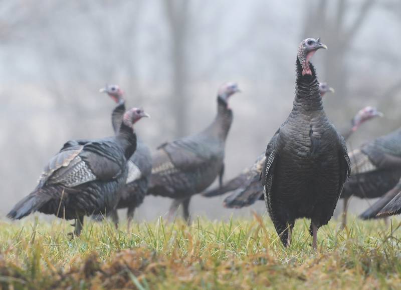 A wild turkey hen watches the roadway as others forage for food between Lanark and Forreston on a foggy, damp Saturday. Fifteen turkeys were walking through a yard on the south side of Chambers Road when this photo was taken.