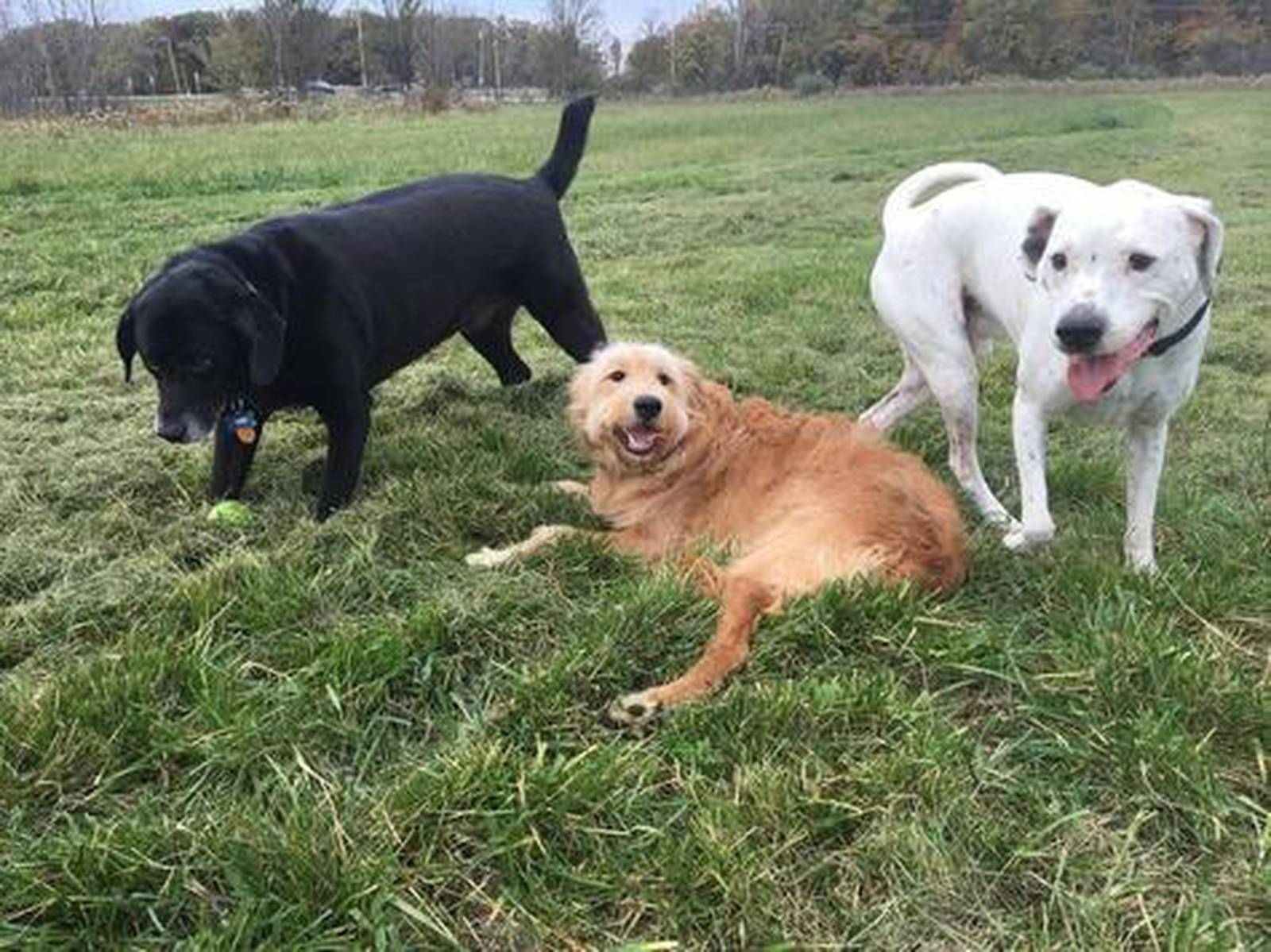 Discounted 2021 dog park passes for dog park permit holders – Shaw Local