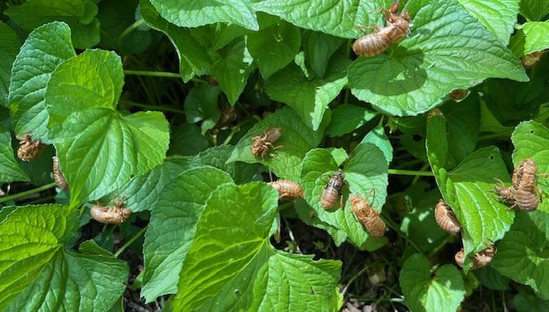 Cicadas make their first appearance in Art Peterson's yard in Spring Grove the afternoon of Sunday, May 19, 2024.