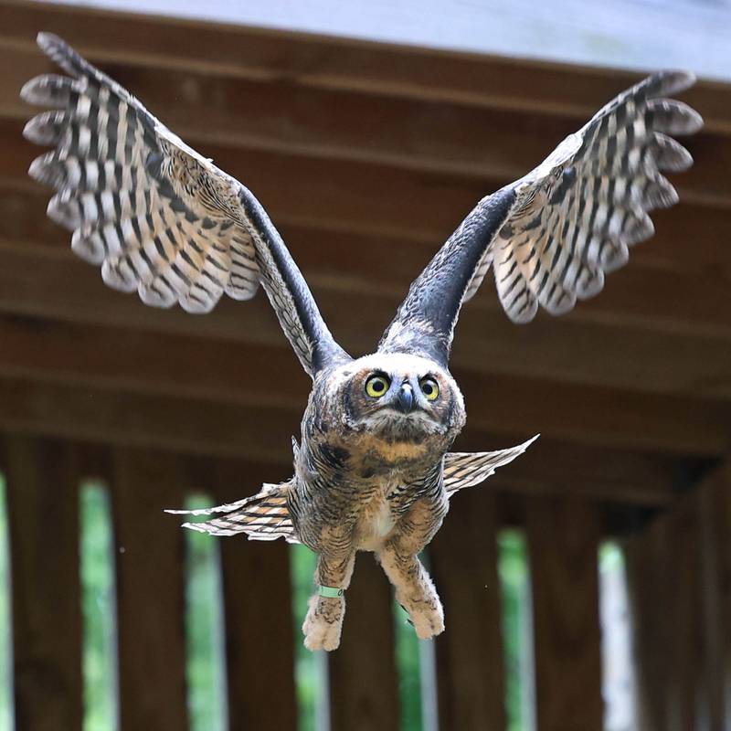 A young great horned owl that will be released when it is ready flys through in its enclosure Tuesday, June 18, 2024, at Oaken Acres Wildlife Center in Sycamore. Oaken Acres is celebrating its 40th anniversary this year.
