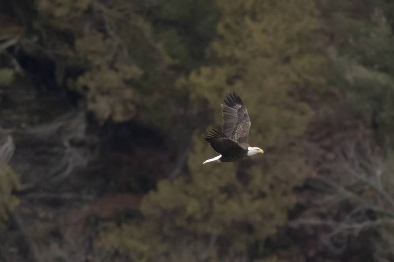 An mature bald eagle flies over the middle of the Illinois River during eagle watch weekend at Starved Rock on January 28, 2024.