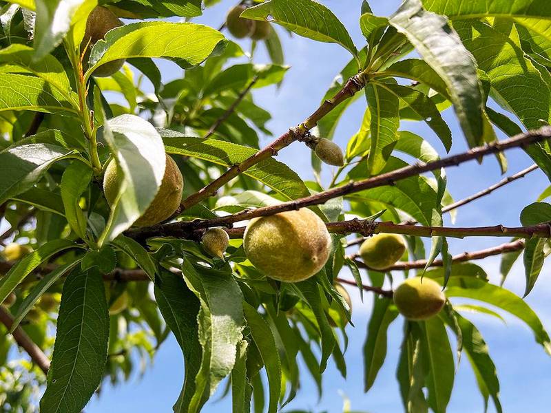 Peaches at the Flamm Orchard in Cobden are maturing well in May. At this rate, peach harvest should start around the first week of July in Union County, Parker Flamm said.