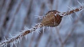 Good Natured in St. Charles: Goldenrod galls home to wondrous life process