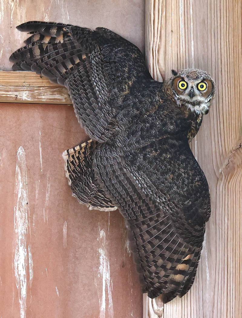 A young great horned owl uses its talons to hang on the wall of its enclosure Tuesday, June 18, 2024, at Oaken Acres Wildlife Center in Sycamore. Oaken Acres is celebrating its 40th anniversary this year.