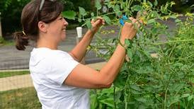 St. Andrew’s Episcopal Church of Downers Grove feeds the needy from ‘bountiful’ garden