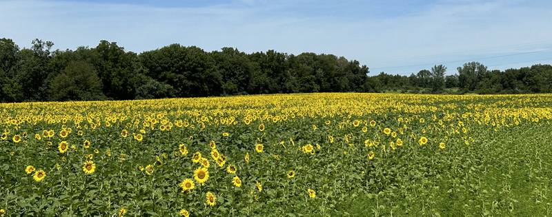 A panoramic view of the sunflower field is in full bloom on Monday, July 1, 2024 at Matthiessen State Park. This year the field is located on the north side of the model airplane field. Park staff asks visitors to be respectful of the flowers and to not remove them. Removing flowers is subject to a $195 fine.