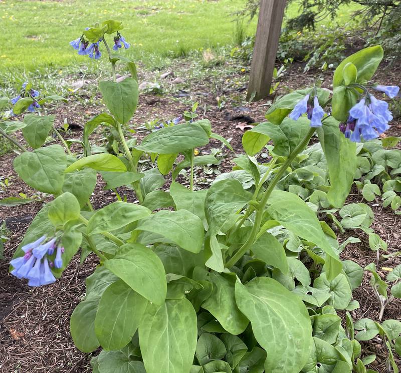 Virginia bluebells are a spring ephemeral.