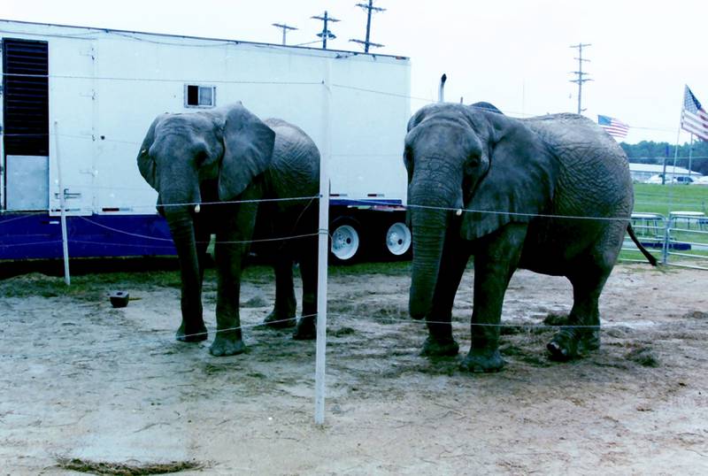 Elephants were one of the main attractions at the Bureau County Fair in 1999.