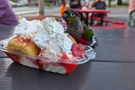 Joliet parrot becomes local celebrity at Walt’s Ice Cream