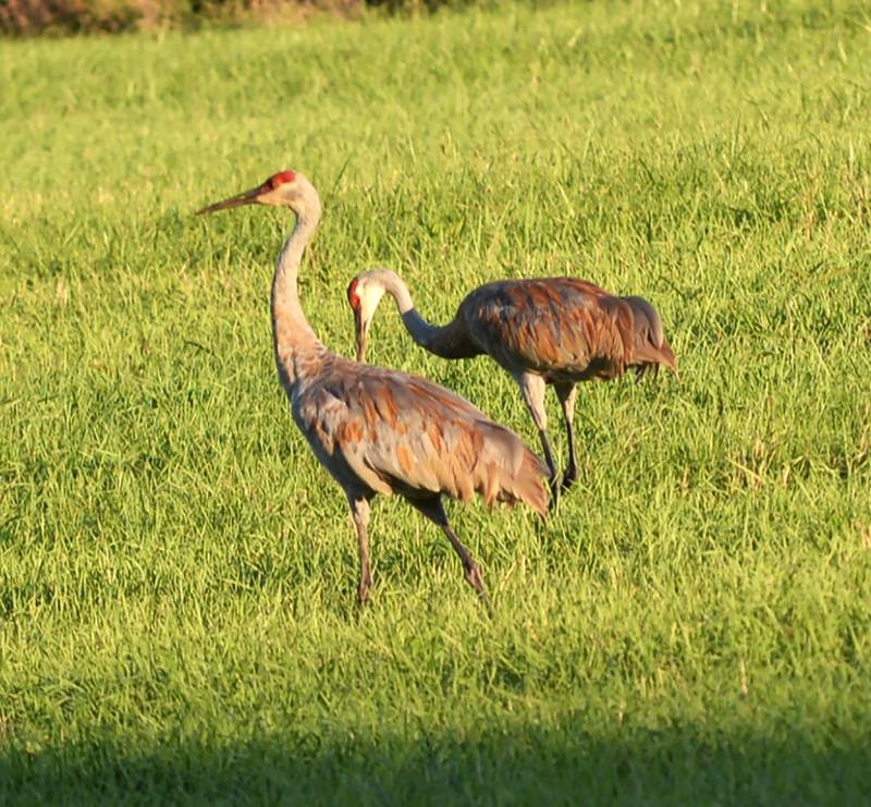 Two sandhill cranes graze in a field east of Prophetstown late Sunday. afternoon, Sept. 1, 2024.