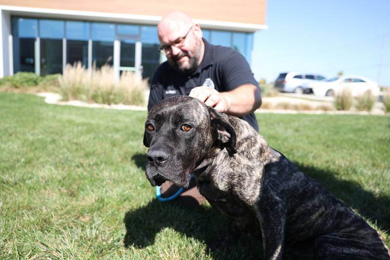Animal Control Officer Bryan Jones pets Hermione as they hang out at the Will County Animal Control facility on Tuesday, Oct. 3, 2023 in Joliet. The English Mastiff was found in an unincorporated area near Beecher with gunshot wounds.