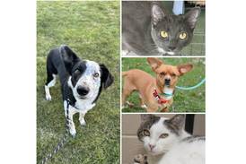 Will County Pets of the Week: Sept. 9, 2024