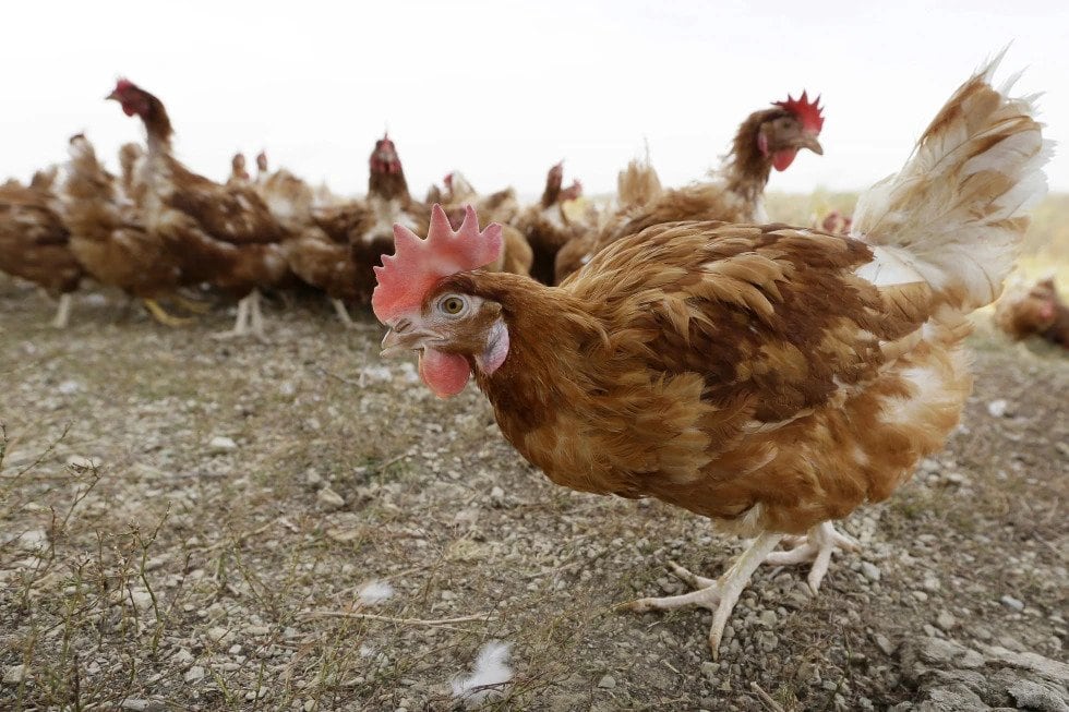Woodridge may allow residents to keep chickens